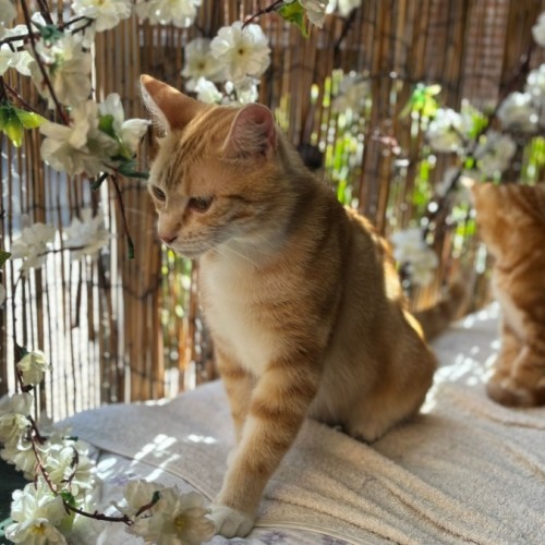 Peggy - Domestic Short Hair (DSH) Cat