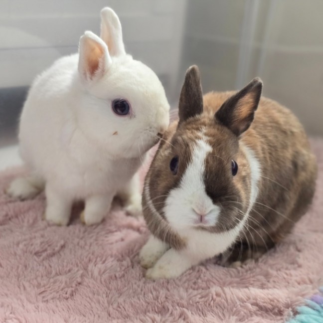 Photo of Rex & Roger (Located In Wantirna South)