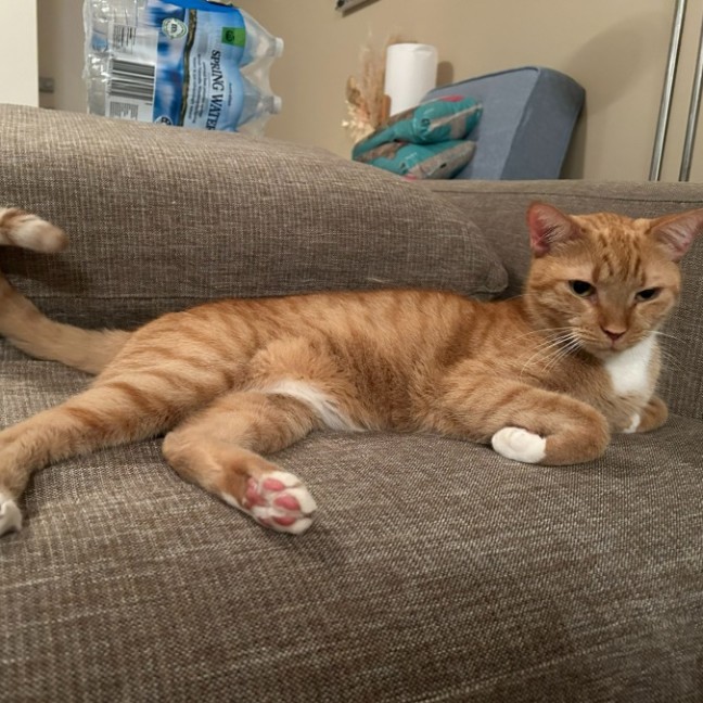 Photo of Lucky