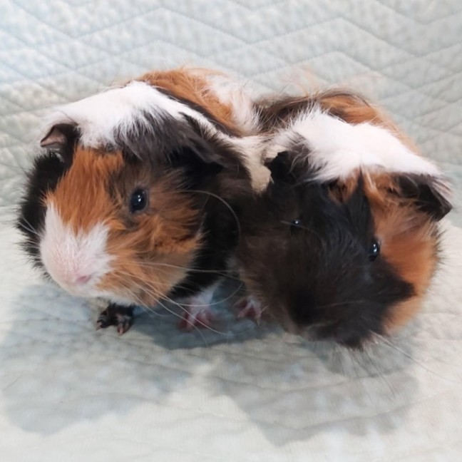 Photo of 🐹Inigo Montoya & Westley🐹 (Located In Mitcham)