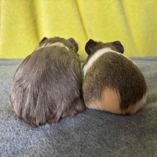 Photo of Gracie & Gidget