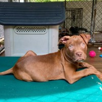 Photo of Futurama Pups