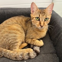 Photo of Sage