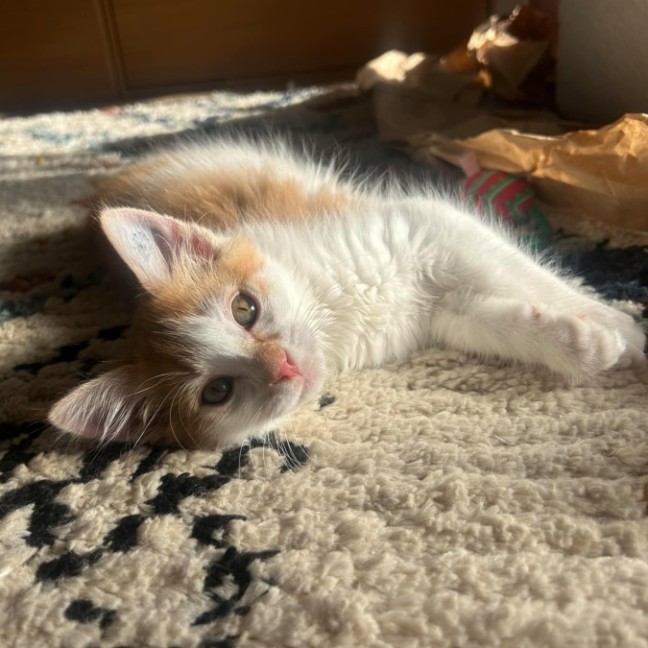 Photo of Rufus