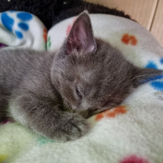 Photo of Sadie