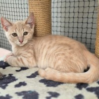 Photo of Chandelier **2nd Chance Cat Rescue**