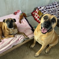 Photo of Tiger & Buster