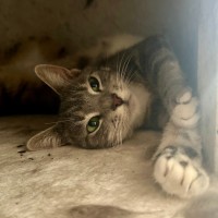 Photo of Della **2nd Chance Cat Rescue**