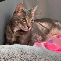 Photo of Cinna**2nd Chance Cat Rescue**