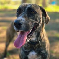 Photo of Gypsy