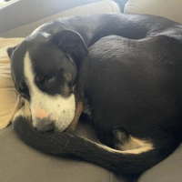 Photo of Charlie