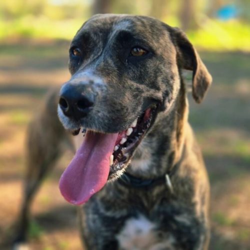 Gypsy - Irish Wolfhound x American Staffordshire Terrier Dog