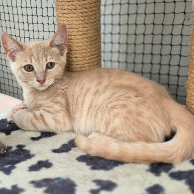 Photo of Chandelier **2nd Chance Cat Rescue**