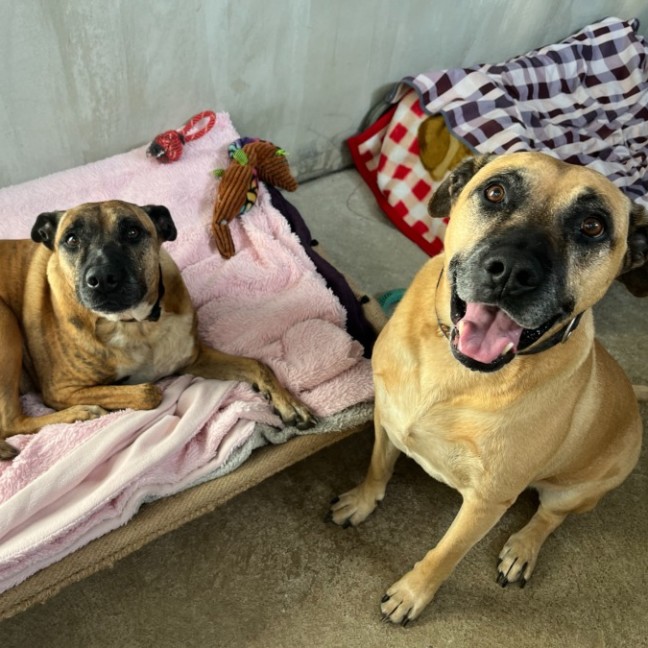 Photo of Tiger & Buster