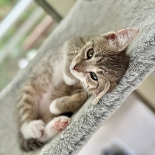 Photo of Black Pearl