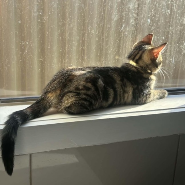 Photo of Naia   In Foster Care In Pakenham