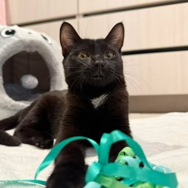 Photo of Slinky