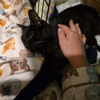 Photo of Ziggy ^^Dandy Cat Rescue^^