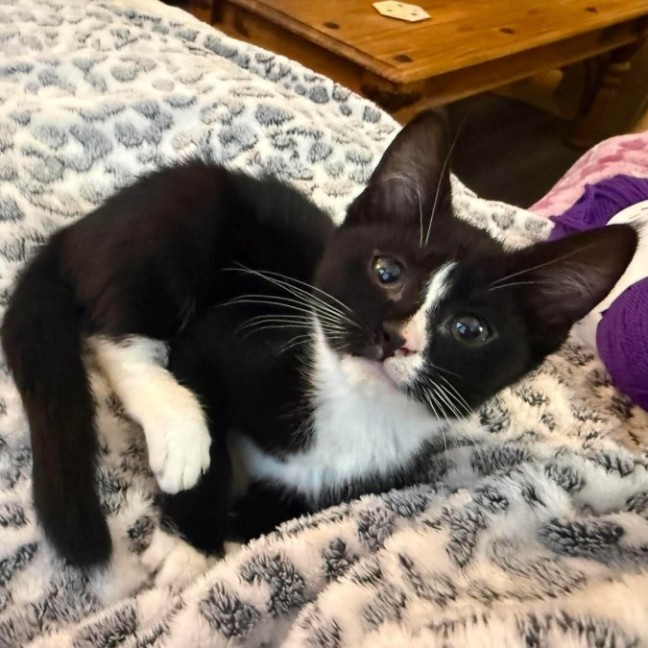 Photo of Clutchy **2nd Chance Cat Rescue**