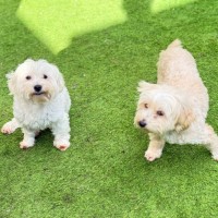 Photo of Bonnie & Josie
