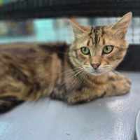 Photo of Ruben **2nd Chance Cat Rescue**