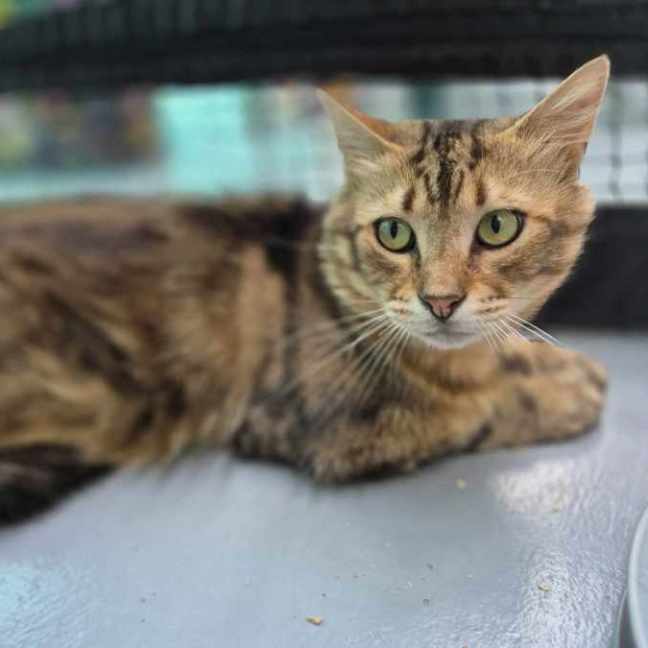 Photo of Ruben **2nd Chance Cat Rescue**