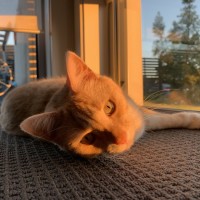 Photo of Finnegan
