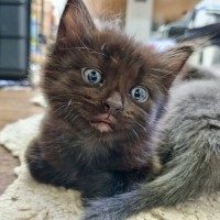Photo of Shelby