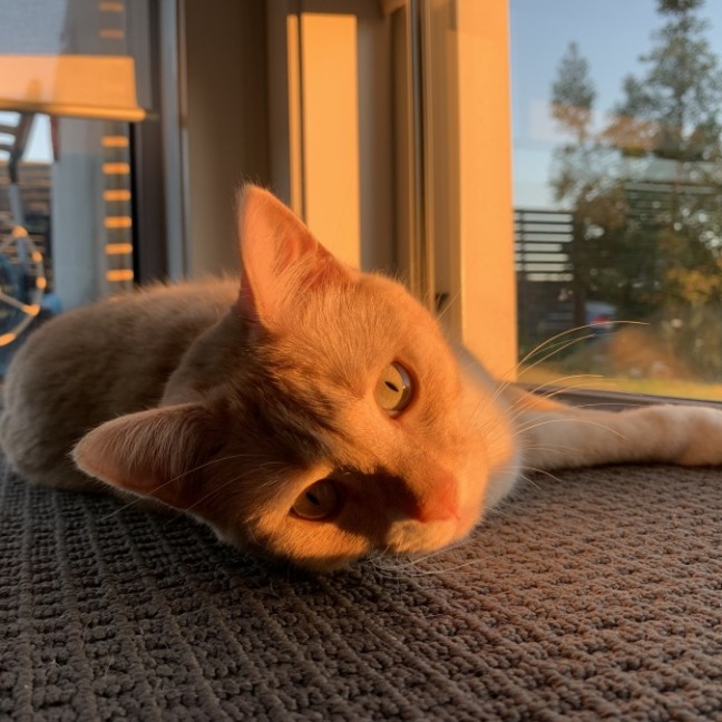 Photo of Finnegan