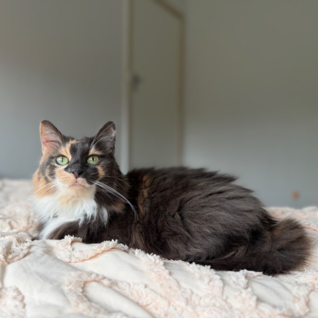 Photo of Dollie