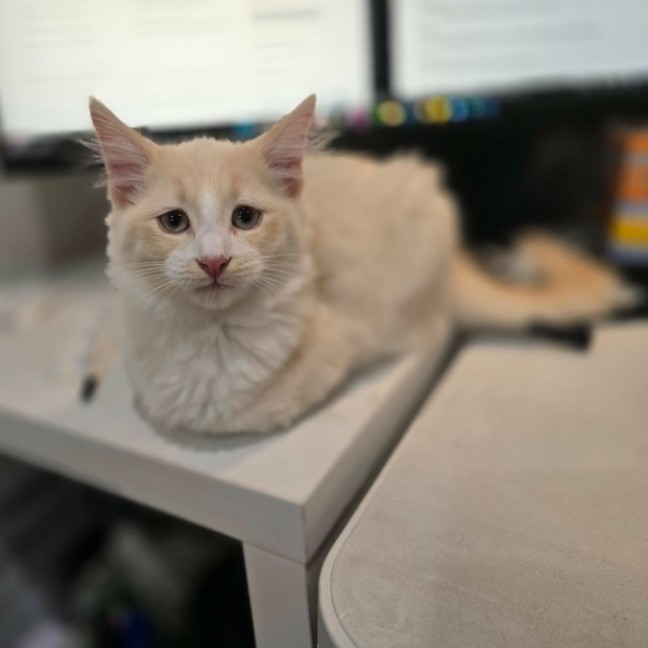 Photo of Alaska **2nd Chance Cat Rescue**
