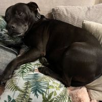 Photo of Daisy And Tonka