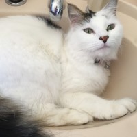 Photo of Estelle ^^Dandy Cat Rescue^^