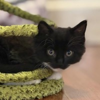 Photo of 🖤 Kash 🖤