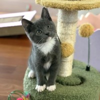 Photo of 💜 Kirby 💜