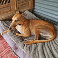 Photo of Roxy