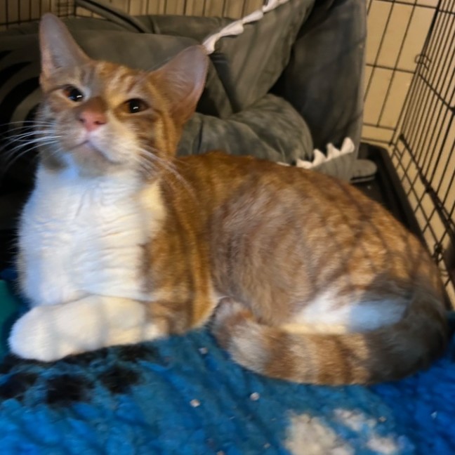 Photo of Ginja Ninja 🥷 