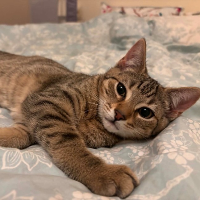 Photo of Bolt