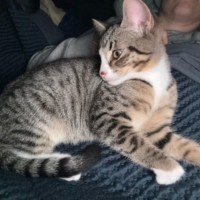 Photo of Nigella ** 2nd Chance Cat Rescue **