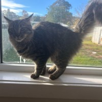 Photo of Puddin