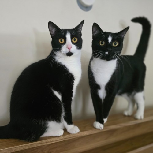 Baileys - Domestic Short Hair (DSH) Cat