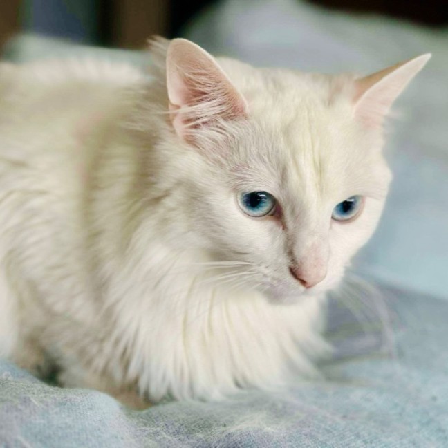 Photo of Mochi 