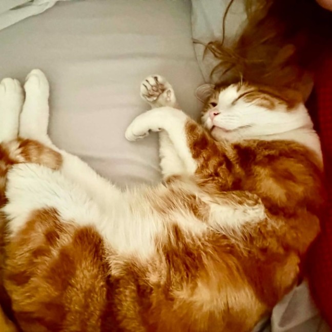 Photo of Toby