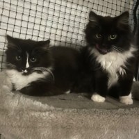 Photo of Oreo 