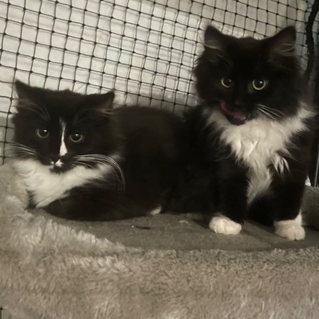 Photo of Oreo 