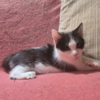 Photo of Espie ** 2nd Chance Cat Rescue **