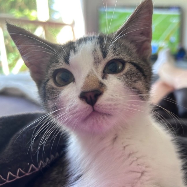 Photo of Arnie Purrzenegger 💪 