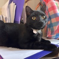 Photo of Binx 