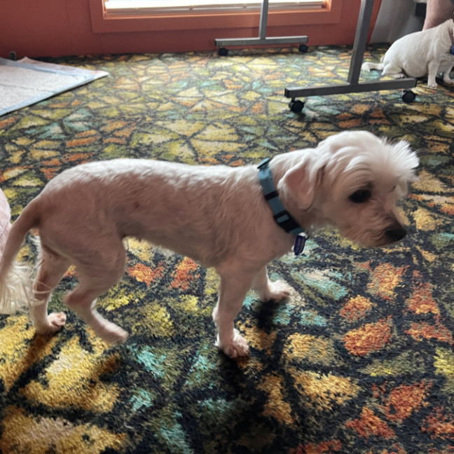 Photo of Angel 😇9yo, Maltese X Shih Tzu (On Trial 4/11/24)
