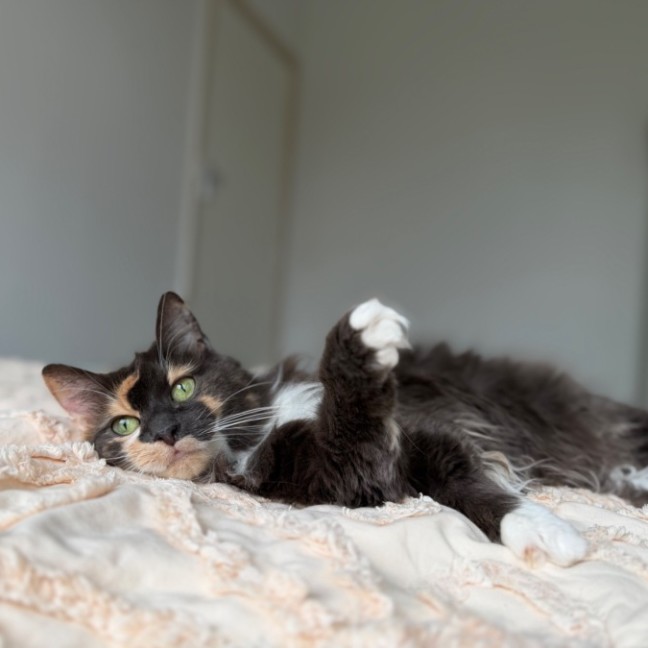 Photo of Dollie